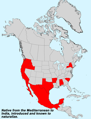 North America species range map for Carduus pycnocephalus: Click image for full size map